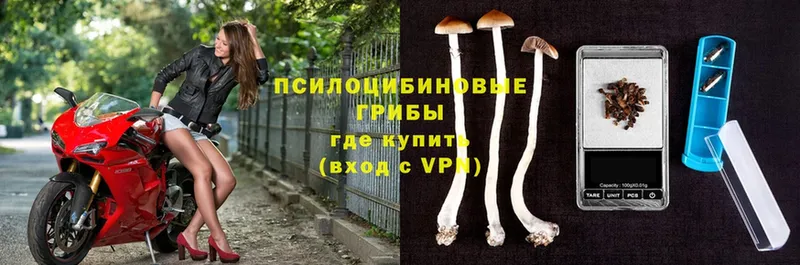 Псилоцибиновые грибы Cubensis  где купить наркоту  Щёкино 